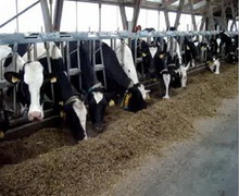 На Львівщині розпочали бізнес ще чотири сімейні молочні ферми за допомоги уряду Канади